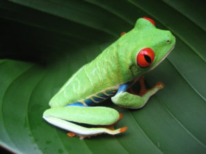 Picture of a green frog